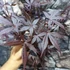 Kép 4/6 - Acer palmatum 'Livy'