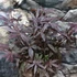 Kép 5/6 - Acer palmatum 'Livy'