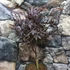 Kép 6/6 - Acer palmatum 'Livy'