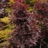 Kép 1/6 - Acer palmatum 'Livy'