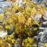 Kép 3/11 - Acer palmatum 'Orange Lace'