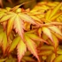 Kép 1/11 - Acer palmatum 'Orange Lace'