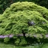 Kép 1/6 - Acer palmatum "Emerald Lace"