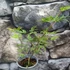 Kép 5/6 - Acer palmatum "Emerald Lace"