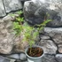 Kép 4/6 - Acer palmatum "Emerald Lace"