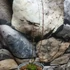 Kép 4/9 - Acer palmatum "Royal Garnet"