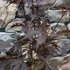 Kép 4/10 - Acer palmatum 'Black Lace'