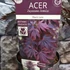 Kép 7/10 - Acer palmatum 'Black Lace'