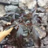 Kép 8/10 - Acer palmatum 'Black Lace'