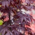 Kép 1/10 - Acer palmatum 'Black Lace'