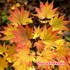 Kép 5/6 - Acer palmatum 'Shirasawanum Jordan'