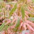 Kép 1/6 - Acer palmatum 'Iyoshi'