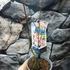 Kép 4/6 - Acer palmatum 'Iyoshi'