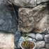 Kép 5/6 - Acer palmatum 'Iyoshi'