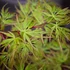 Kép 1/6 - Acer palmatum 'Seiryu'
