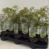 Kép 2/6 - Acer palmatum 'Seiryu'