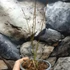 Kép 3/6 - Acer palmatum 'Seiryu'