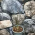 Kép 5/6 - Acer palmatum 'Seiryu'