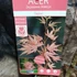 Kép 3/3 - Acer palmatum 'Taylor'
