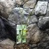 Kép 5/6 - Acer palmatum 'Ukigumo'