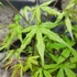 Kép 3/6 - Acer palmatum 'Ukigumo'
