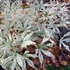 Kép 1/6 - Acer palmatum 'Ukigumo'