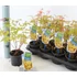 Kép 2/6 - Acer palmatum 'Sango Kaku'
