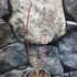 Kép 5/6 - Acer palmatum 'Sango Kaku'