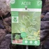 Kép 8/8 - Acer palmatum 'White Butterfly'
