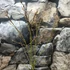 Kép 5/8 - Acer palmatum 'White Butterfly'
