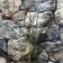 Kép 6/8 - Acer palmatum 'White Butterfly'