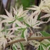 Kép 1/8 - Acer palmatum 'White Butterfly'