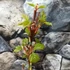 Kép 7/10 - Acer conspicuum Red Flamingo  - Vörös flamingó juhar