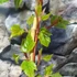 Kép 3/10 - Acer conspicuum Red Flamingo  - Vörös flamingó juhar