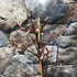 Kép 4/7 - Acer palmatum 'Garnet'
