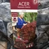 Kép 7/7 - Acer palmatum 'Garnet'
