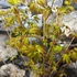 Kép 3/8 - Acer palmatum 'Bi Hoo' - sárga törzsű Japán juhar