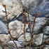 Kép 4/8 - Acer palmatum 'Shaina'