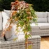 Kép 1/6 - Acer palmatum 'Cascade Ruby' - csüngő Japán juhar