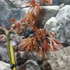 Kép 2/6 - Acer palmatum 'Cascade Ruby' - csüngő Japán juhar