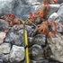Kép 3/6 - Acer palmatum 'Cascade Ruby' - csüngő Japán juhar