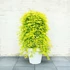 Kép 1/6 - Acer palmatum 'Cascade Citrine' - csüngő Japán juhar