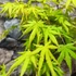 Kép 4/6 - Acer palmatum 'Cascade Citrine' - csüngő Japán juhar
