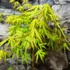 Kép 5/6 - Acer palmatum 'Cascade Citrine' - csüngő Japán juhar