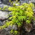Kép 2/6 - Acer palmatum 'Cascade Citrine' - csüngő Japán juhar