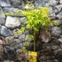 Kép 3/6 - Acer palmatum 'Cascade Citrine' - csüngő Japán juhar