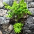 Kép 3/7 - Acer palmatum 'Aoyagi'