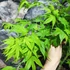 Kép 6/7 - Acer palmatum 'Aoyagi'