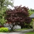 Kép 1/6 - Acer palmatum 'Red Emperor'