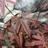 Kép 3/6 - Acer palmatum 'Red Emperor'